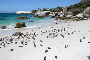 Boulders Beach Doğa Koruma Alanında birçok penguen var. Cape Town, Güney Afrika