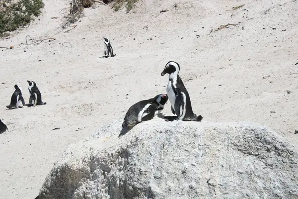 Many Penguins Boulders Beach Nature Reserve Cape Town South Africa — Stock Photo, Image