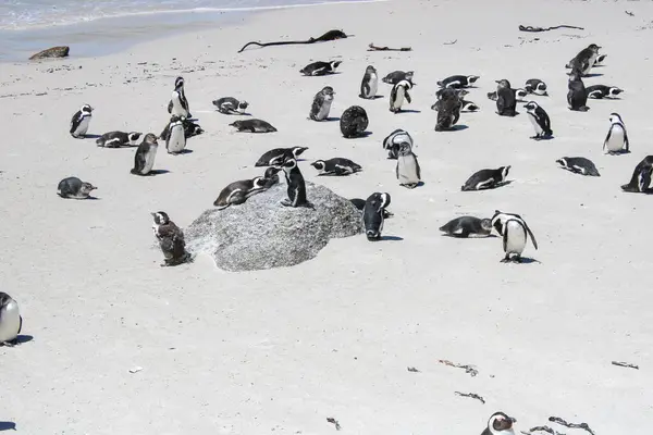 Много Пингвинов Природном Заповеднике Боулдерс Бич Кейптаун Юар — стоковое фото