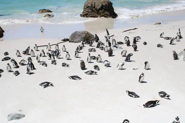 Many Penguins Boulders Beach Nature Reserve Cape Town South Africa — Stock Photo, Image