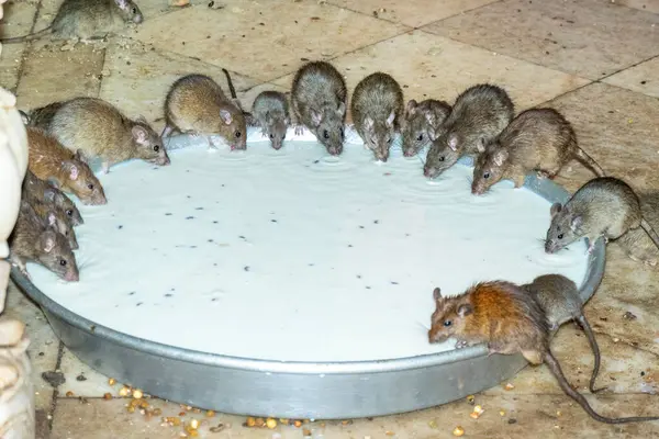 Rats Drinking Milk Provided Them Karni Mata Rat Temple Deshnoke — Stock Photo, Image