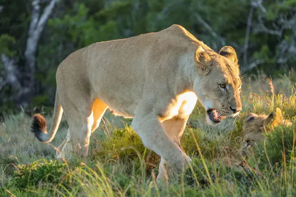 Leeuw Observeert Jungle Voor Een Avondmaaltijd Ochtend — Stockfoto