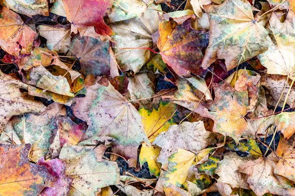 秋天树叶在森林地面上的花纹 象征秋天 图库图片