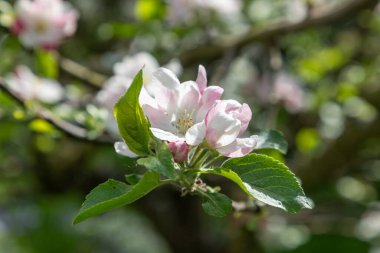 İlkbaharda elma tomurcukları, malus domestica gloster elma ağacı. Bahar elması ağacında tomurcuklar. Pembe tomurcuklu ve yeşil yapraklı elma ağacının bahar dalıdır.