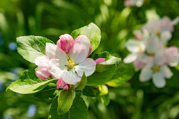 Jablečné Květy Poupat Jaře Malus Domestica Gloster Jabloně Pupeny Jarním Stock Fotografie