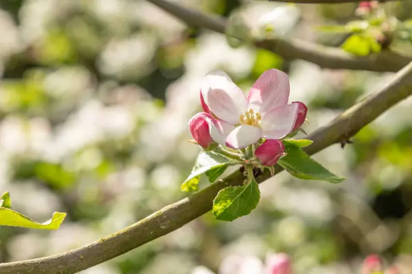 Jablečné Květy Poupat Jaře Malus Domestica Gloster Jabloně Pupeny Jarním Stock Obrázky