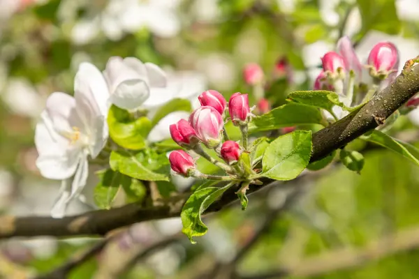Apfelblütenknospen Frühling Malus Domestica Gloster Apfelbaum Knospen Frühlingsapfelbaum Frühlingszweig Eines Stockfoto