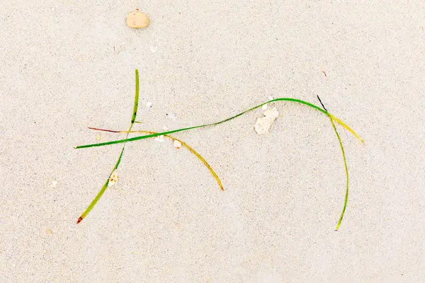 Detailní Pozadí Mušlí Mořské Řasy Pláži Dává Wabi Sabi Pocit Stock Fotografie