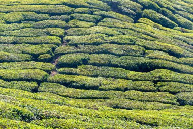 Hindistan 'ın Kerala dağlarındaki çay tarlası.