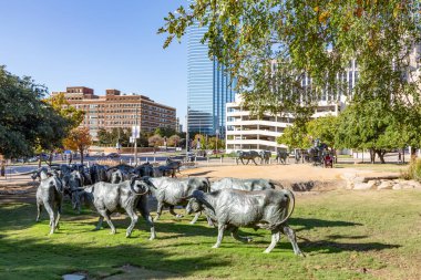 Dallas, ABD - 6 Kasım 2023: Dallas, Teksas 'taki Pioneer Plaza' da bir dereden geçen Longhorn sığır sürüsünün heykeli.