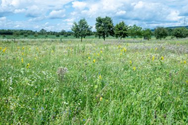 Almanya, Bavyera 'da yaz mevsiminde yeşil çiçek çayırı