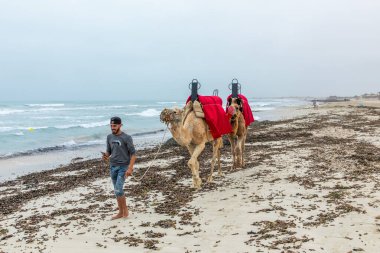 Djerba, Tunesia - 29 Nisan 2024: adam Tunesya 'nın Cerba plajında turistlere deve sürüşü sunuyor.