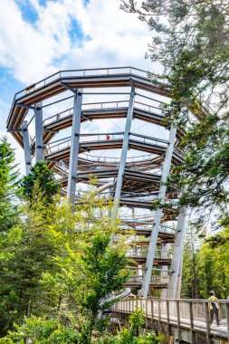 Bad Wildbad, Almanya - 29 Ağustos 2024: Gözlem kulesinde ve ağaç tepesinde yürüyen insanlar - mikrop. Baumwipfelpfad - Kara Orman - mikrop. Schwarzwald.