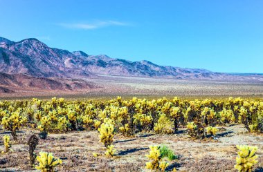 joshua treer milli parkta öğleden sonra güneş güzel cholla kaktüs garden