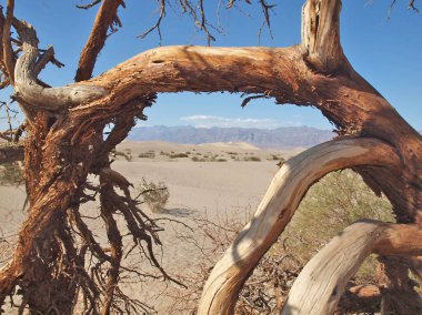 dried wood at mesquite flats in death valley desert, USA clipart