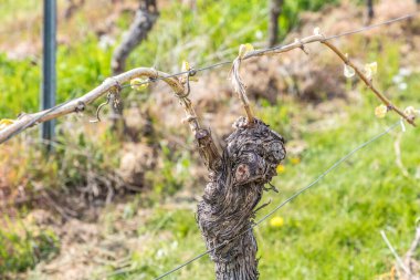 Almanya 'nın Rheingau bölgesindeki üzüm bağındaki asmanın ayrıntıları