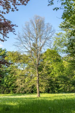 Darmstadt, Almanya 'daki manzara parkı