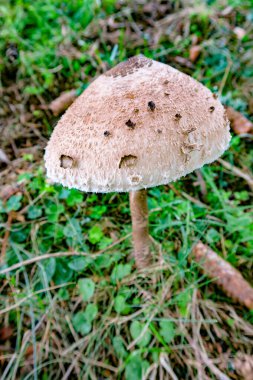 Şemsiye mantarı, Macrolepiota procera, meyve veren vücut, ormanda yetişen lezzetli bir mantar.