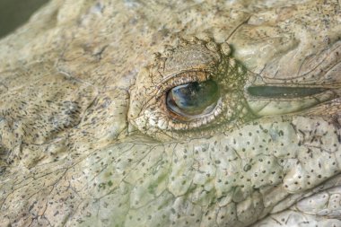 Timsah gözü detaylı bir şekilde etrafı gözetliyor.