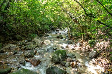 Küçük derede akan suyla güzel doğa ormanı manzarası