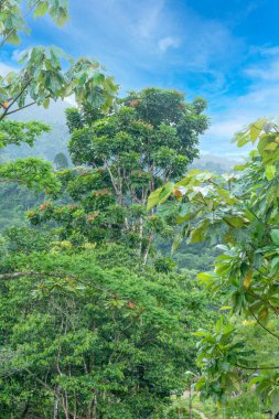 Kırmızı ve yeşil yapraklı doğal bitkiler Calovebora, Panama 'da