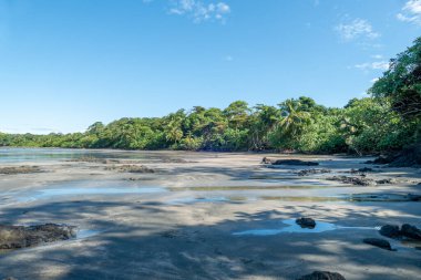 scenic fine sandy beach at Cavolebora in Panama with nearby jungle clipart