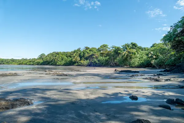 Panama 'da Cavolebora' da ormanın yakınında güzel kumlu bir sahil.