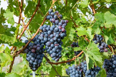 Trollinger Sarmaşığı 'nın lezzetli kırmızı şarabı hasat için hazır.