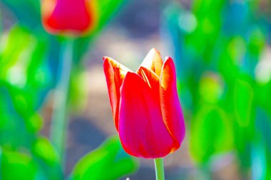 Rengarenk kırmızı laleleri olan bahar tarlası