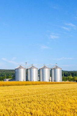 Sonbaharda olgunlaşmış mısır tarlasında dört gümüş silo