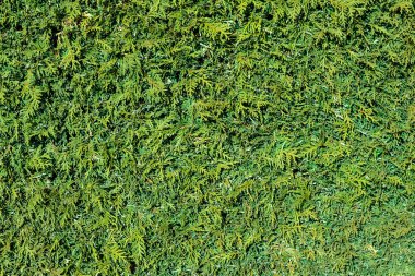 Ahenkli doğa arkaplanı olarak yeşil Thuja çitinin ayrıntıları