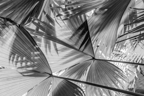 Güneşin altında güzel palmiye yaprakları