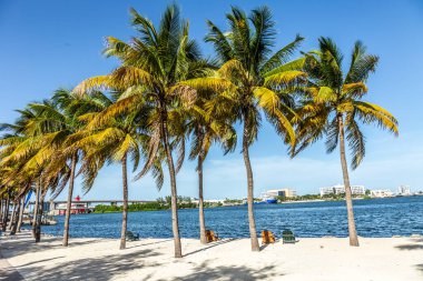 Miami 'nin şehir merkezindeki plajda palmiyeler altında Miami Limanı' nın Miami, ABD 'de konteynır ve vinçlerle manzarası var..