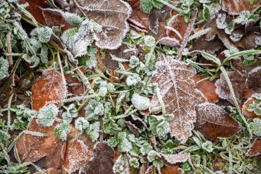 detail background of foliage in hoar frost as symbol for season winter in harmonic color clipart