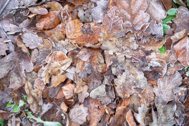 detail background of foliage in hoar frost as symbol for season winter in harmonic color clipart