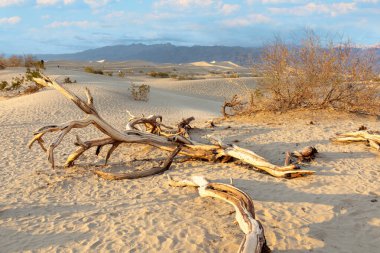 Mesquite düzlükleri ölüm vadisi çölünde gün batımında