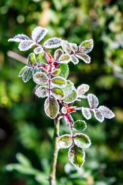 Kışın buzlu buzlu gül çiçek bitki