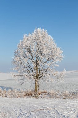 Huş ağacı kış manzara mavi gökyüzü altında donmuş