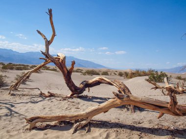 Ölüm vadisinde, mesquite düzlüklerinde kurumuş odun.
