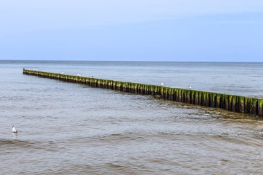 Tahta dalga kırıcı. Baltık Denizi 'nden kumlu sahili korumak için.