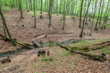 St. Wendel 'deki Tiefenbach patikasındaki vahşi ormanda güzel ağaçlar.
