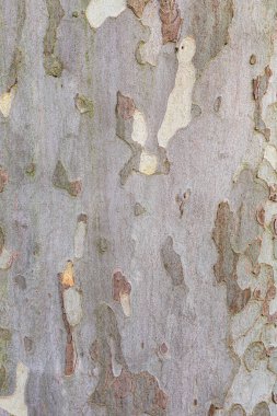 çınar ağacı kabuğunun harmonik deseni