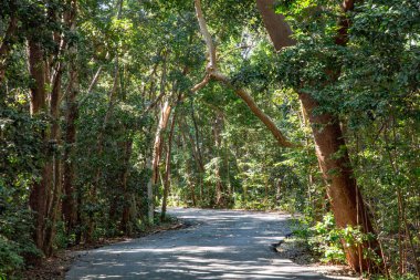 Miami, ABD 'de asfalt yolu olan Vizcaya bahçesi, park ve yağmur ormanları.