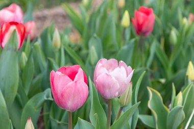 Sahada renkli laleler ayrıntılarıyla