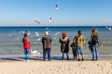 Swenemuende, Polonya - 28 Aralık 2016: Swenemuende 'deki kumlu sahilde insanlar kuğu ve martıları besliyor.