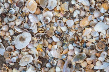 Kumsaldaki küçük deniz kabuklarının harmonik arkaplanı