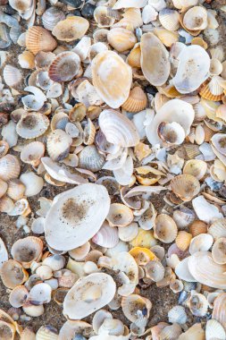 Kumsaldaki küçük deniz kabuklarının harmonik arkaplanı