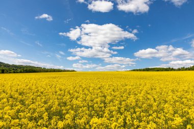 Detmold, Almanya yakınlarındaki lipe bölgesinde manzaralı kırsal alan