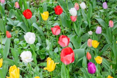 lale çiçeği Bahar yakın çekim. Doğal arka plan