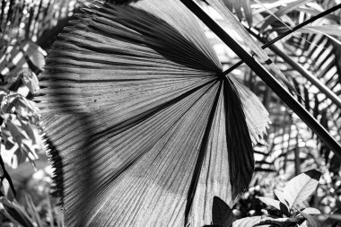 Palmiye ağacı yapraklarının harmonik arkaplan olarak manzaralı ışıkta detayları